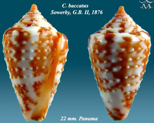 File:Conus baccatus 1.jpg