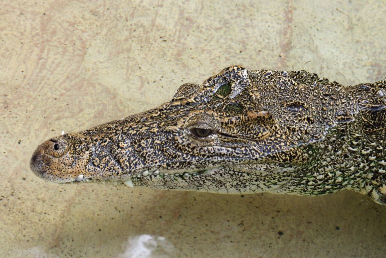 File:Cuban Crocodile Miami Metrozoo.jpg