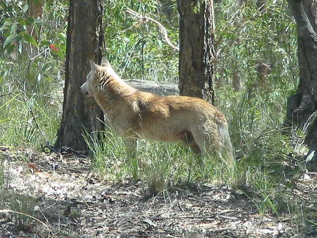 File:Dingo Blue Mountains.jpg