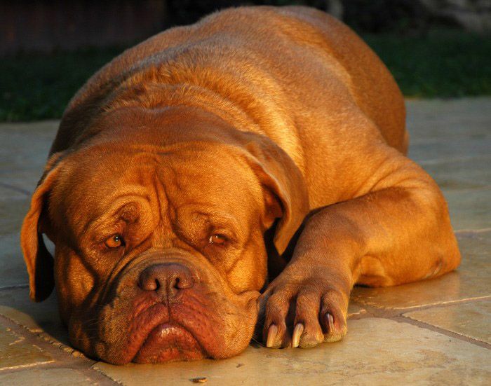 File:Dogue de Bordeaux.jpg