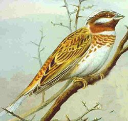 File:Emberiza leucocephalos NAUMANN.jpg