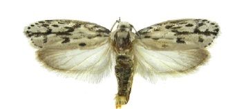 File:Ethmia petersterlingi.jpg