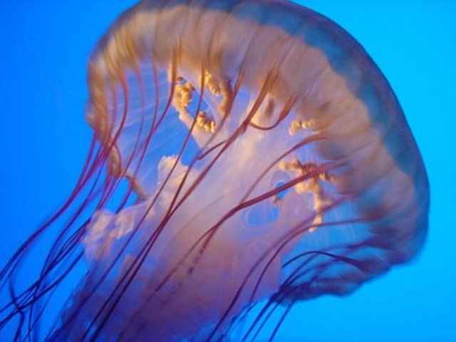 File:Jellyfish.jpg