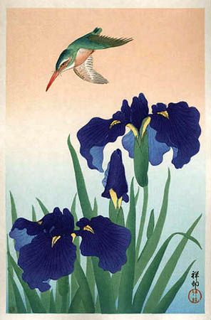 File:Kingfisher-iris.jpg