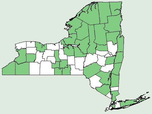 File:Menyanthes trifoliata NY-dist-map.png