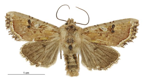 File:Meterana inchoata male.jpg