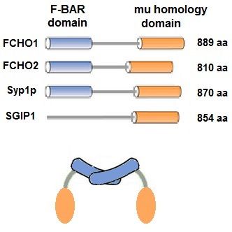 File:MuniscinStrucOverc.jpg