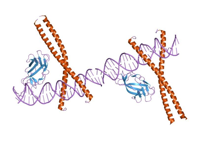 File:PDB 1hjb EBI.jpg