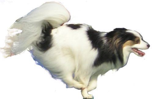 File:PapillonAgility4 wb.jpg