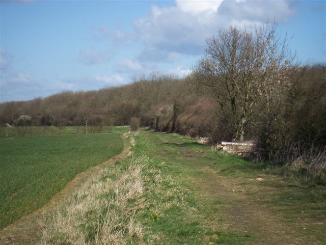 File:Potton Woods - geograph.org.uk - 372717.jpg