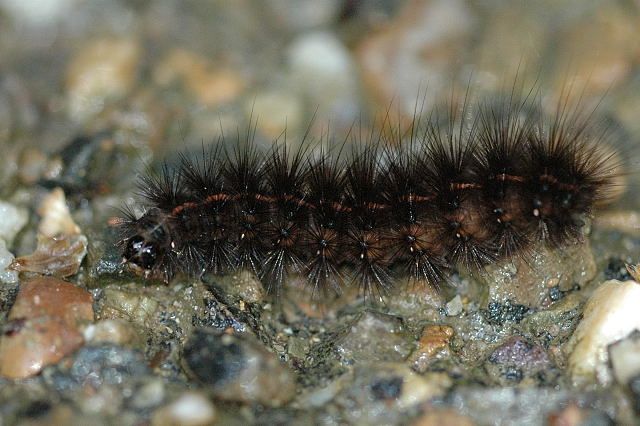 File:Spilosoma.lubricipeda.caterpillar.jpg