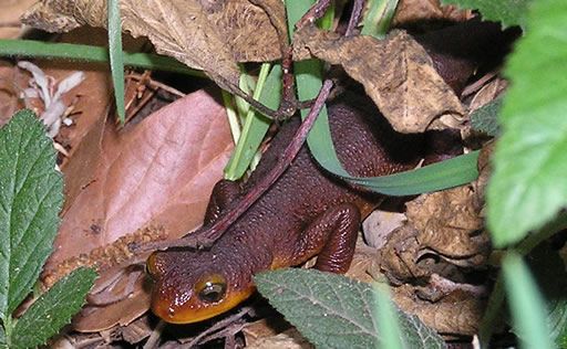 File:Taricha torosa Trabuco Canyon.jpg