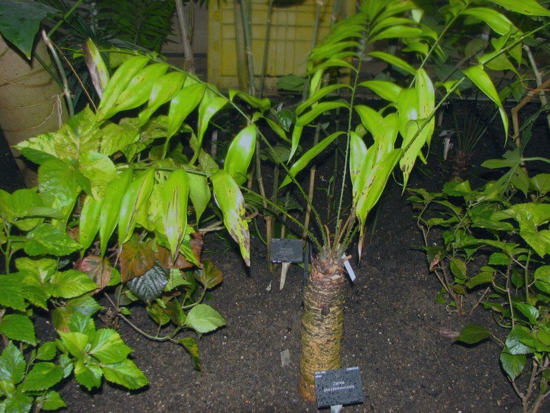 File:Zamia pseudomonticola2 kw.jpg