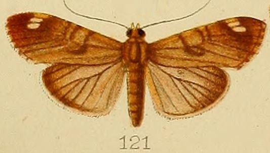 File:121-Dichocrocis bimaculalis Kenrick, 1907.JPG