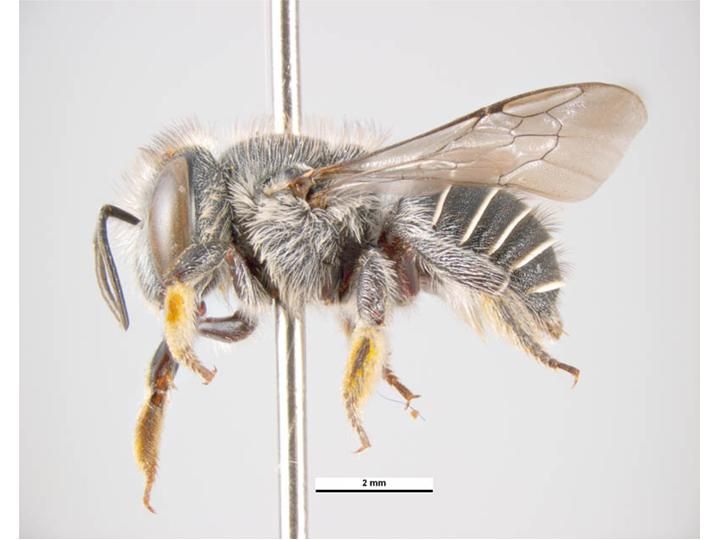 File:Afranthidium repetitum f.jpg