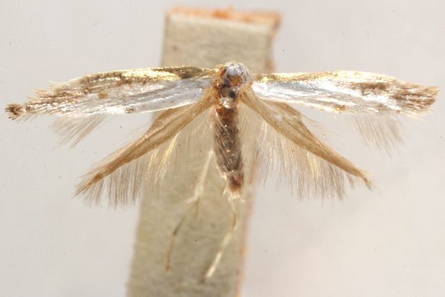 File:Argyresthia castaneella.jpg