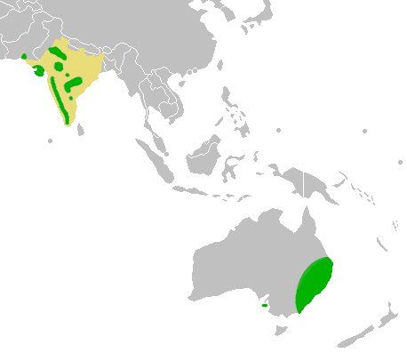 File:Breeding area of Sypheotides indicus.jpg