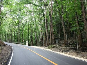 File:Changa Manga Forest.jpg