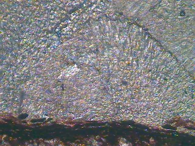 File:Coal ball thin section1.jpg