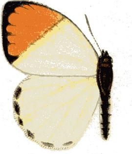 File:Colotis dissociatus m.JPG