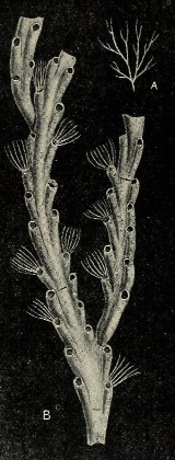 File:Crisia denticulata 001.png