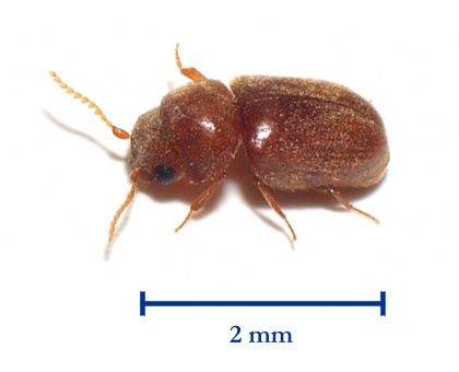 File:Drugstore beetle 01.jpg