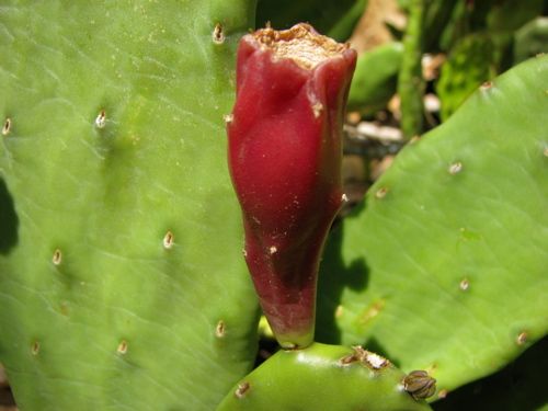 File:Eastern prickly pear fruit.jpg