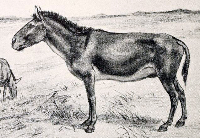 File:Equus scotti cropped.png