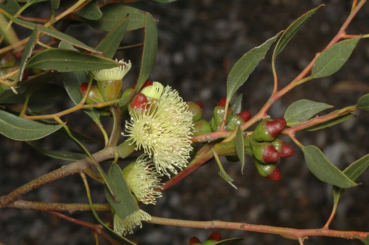 File:Eucalyptus nutans yellow.jpg