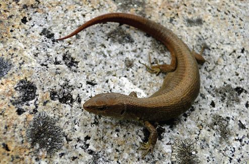 File:Euspondylus oreades, female.jpg