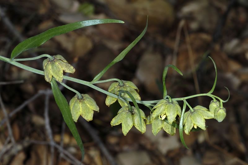 File:Fritillaria ojaiensis 2 lsimpson lg.jpg