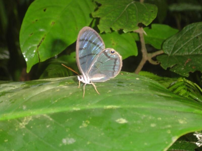 File:Glass butterfly.jpg