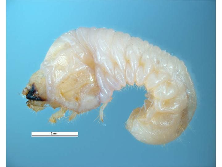 File:Heterobostrychus aequalis larva.jpg