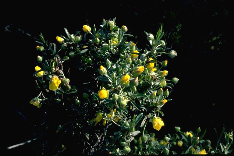 File:Hibbertia potentilliflora.jpg