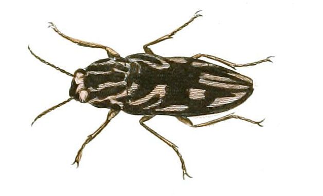 File:Illustrations of Exotic Entomology Buprestis Virginiensis.jpg