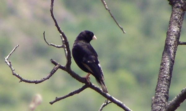 File:Male Purple Indigobird (Vidua purpurascens).jpg