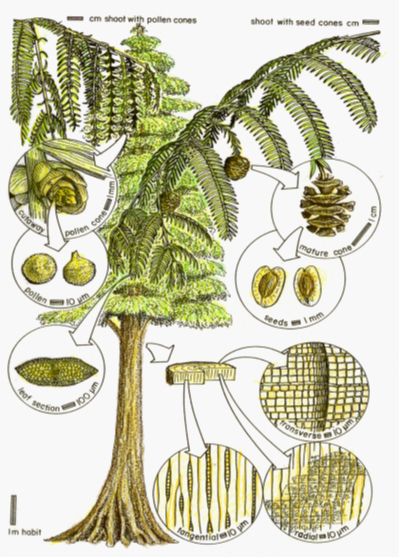 File:Metasequoia heeri reconstruction.jpg