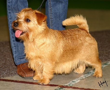 File:Norfolk terrier CAC.jpg