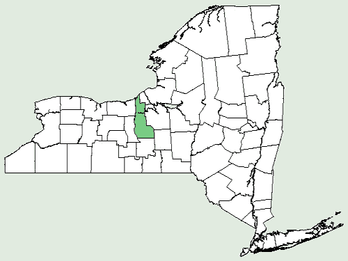 File:Orthocarpus bracteosus NY-dist-map.png