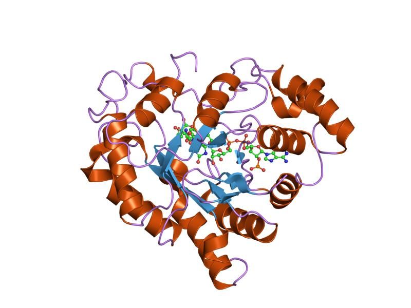 File:PDB 1x98 EBI.jpg