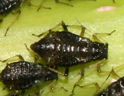 File:Periphyllus sp. aphids on sycamore (cropped).jpg