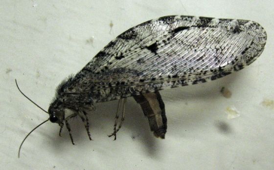 File:Polystoechotes punctatus 01.jpg