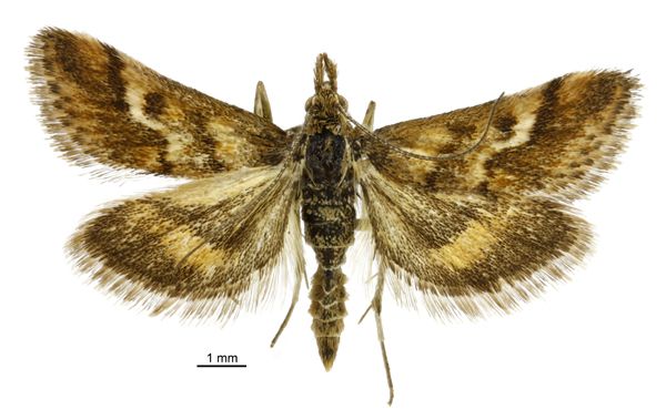 File:Pyrausta comastis male.jpg