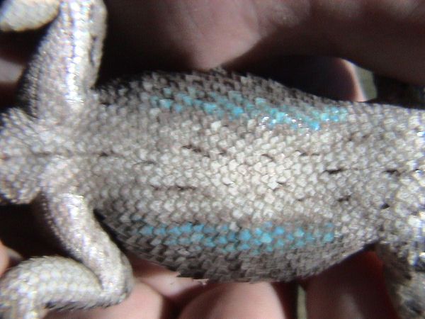 File:Sceloporus olivaceus belly.jpg