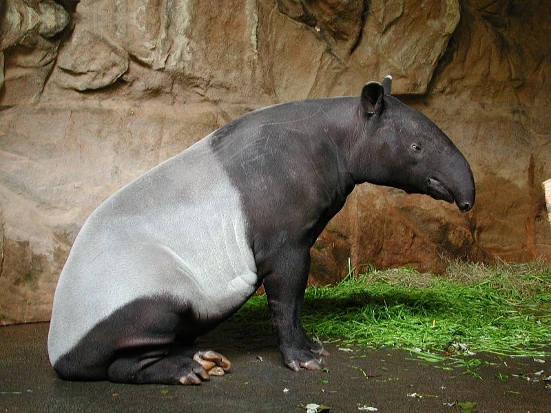 File:Schabrackentapir fg01.jpg