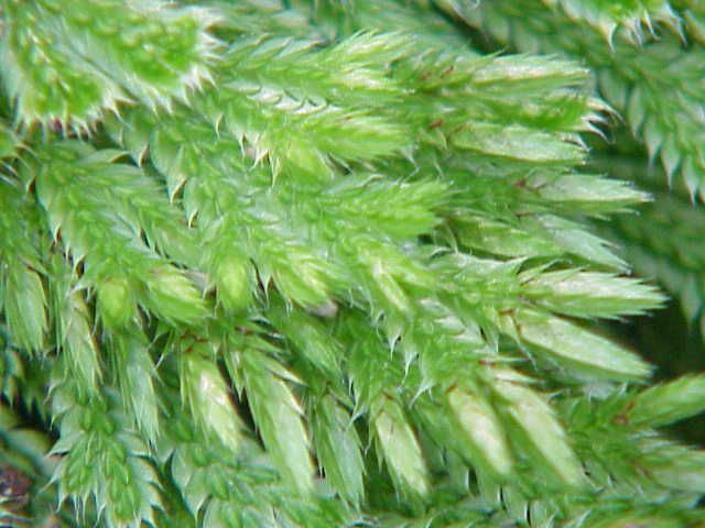 File:Selaginella pilifera0.jpg