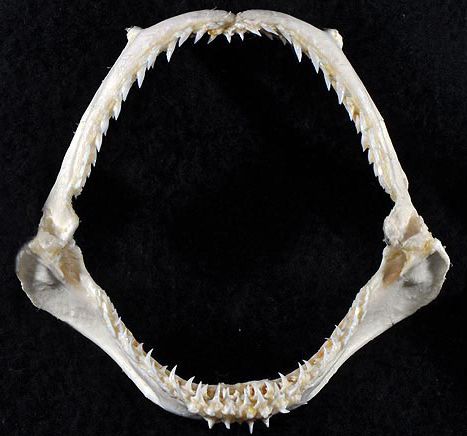 File:Sphyrna media jaws.jpg