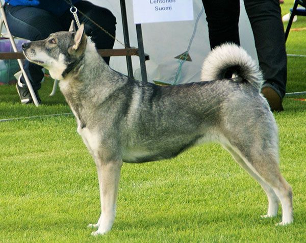 File:Swedish Elkhound.jpg