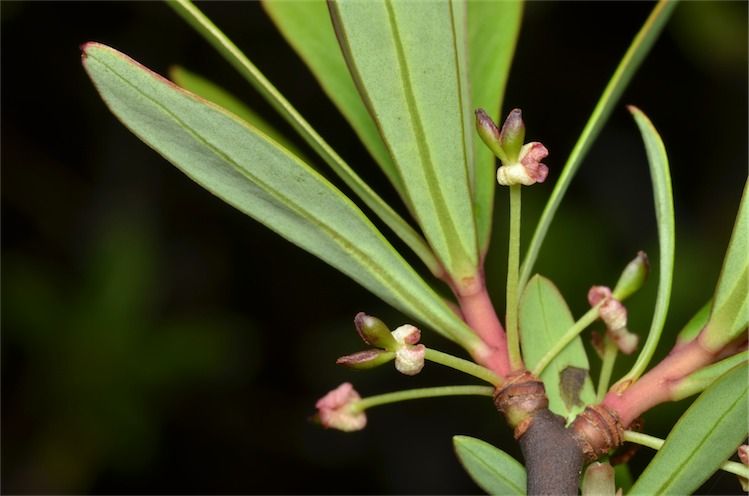 File:Tasmannia glaucifolia female.jpg