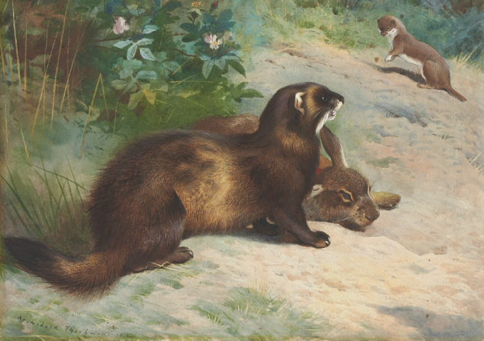 File:Thorburn polecat rabbit & weasel.png